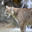Puma zaatakowała 5-latka. Matka broniła go gołymi rękami