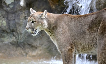 Puma zaatakowała 5-latka. Matka broniła go gołymi rękami