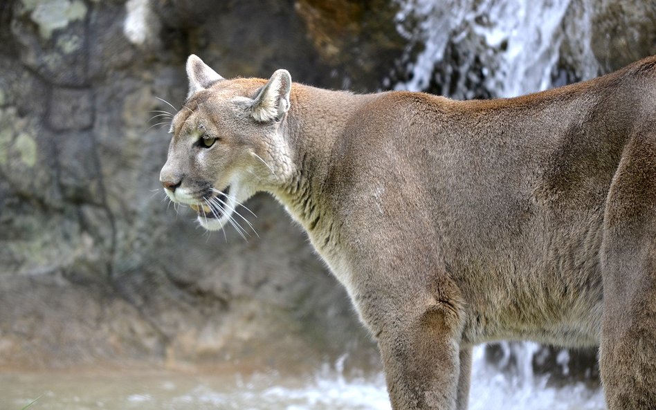 Puma zaatakowała 5-latka. Matka broniła go gołymi rękami