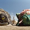 Kameleon Rango jest parodystyczną wersją samotnego kowboja