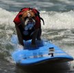 Jeden z uczestników 6. dorocznych zawodów dla psów-surferów w pobliżu San Diego (USA)