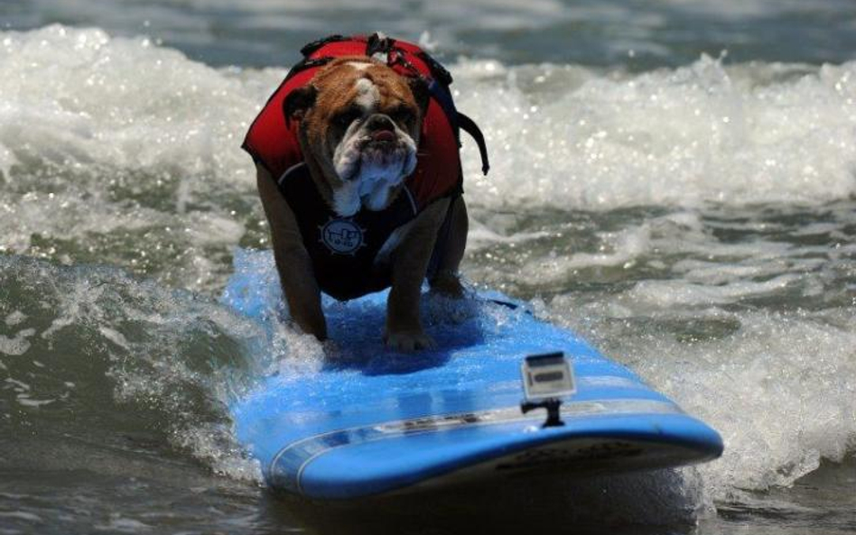 Jeden z uczestników 6. dorocznych zawodów dla psów-surferów w pobliżu San Diego (USA)