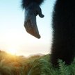 Odkrycie: Przodek człowieka nauczył się chodzić w Niemczech?