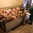 Mięso z salmonellą w ubojni pod Białą Rawską