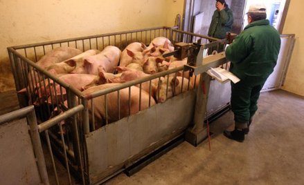 Mięso z salmonellą w ubojni pod Białą Rawską