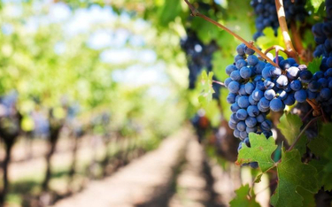 Włochy: Plaga kradzieży winorośli, oliwek i migdałów w Apulii