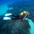 Trawa morska jest naturalnym „wychwytywaczem” CO2, ale potrafi też absorbować plastik, jak naturalny