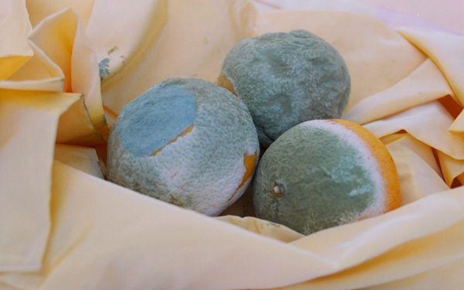 Żywność wyrzucana na śmietnik