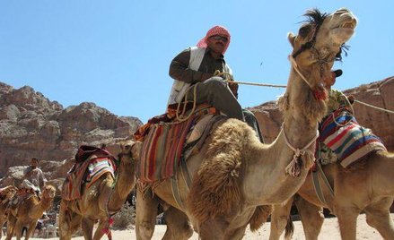 Winne biuro, a nie wielbłąd