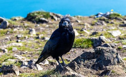Liczebność gawronów w Polsce w ciągu ostatnich 15 lat spadła o ponad połowę.