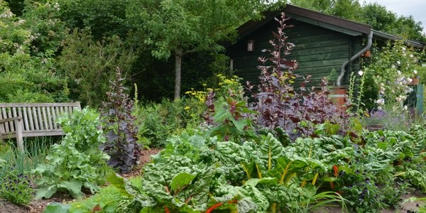 Ewa Szadkowska: Let's Be Frank – A City Allotment Is a Luxury
