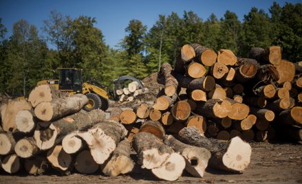 Rosnące ceny drewna zmorą tartaków. Zadłużenie branży rośnie