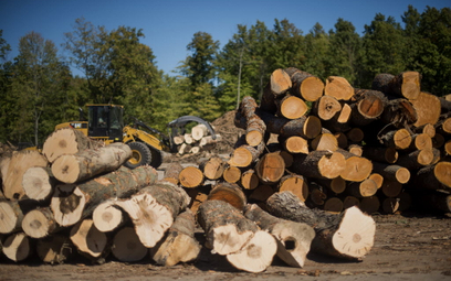 Rosnące ceny drewna zmorą tartaków. Zadłużenie branży rośnie