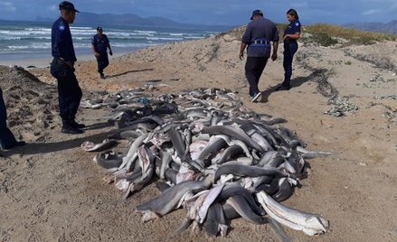 Kilkadziesiąt rekinów bez głów na plaży w RPA