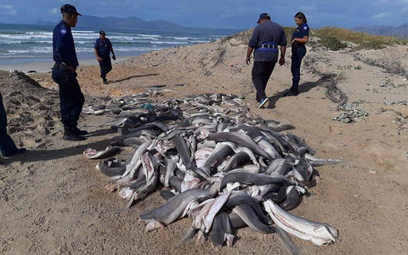 Kilkadziesiąt rekinów bez głów na plaży w RPA