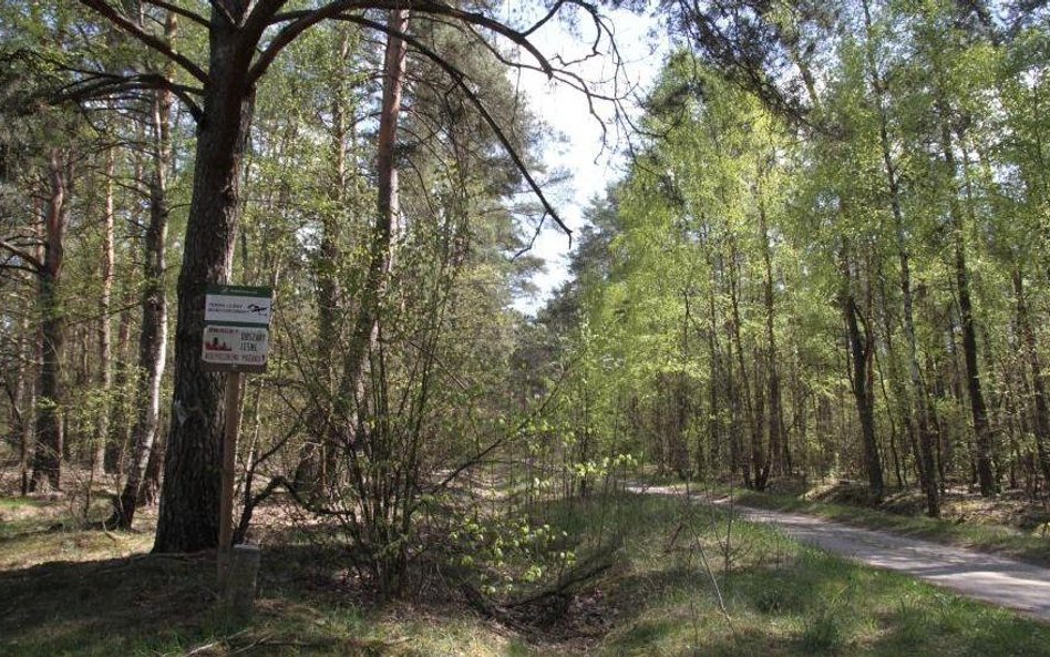 Puszcza Białowieska.Dziś tam odbędzie się Marsz Solidarności z poszkodowanymi podczas nawałnic