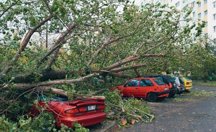 Zarządzenie porządkowe może dotyczyć zakazu wchodzenia do parków miejskich z powodu zniszczeń drzewo
