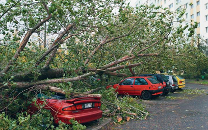 Zarządzenie porządkowe może dotyczyć zakazu wchodzenia do parków miejskich z powodu zniszczeń drzewo