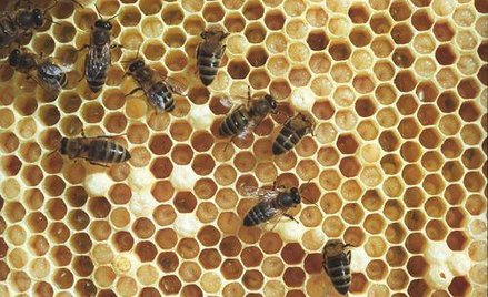 Miód zawierający pyłek z GMO tylko z zezwoleniem