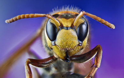 Osoby, które po ukąszeniu owada mają objawy oddechowe lub objawy ze strony układu krążenia powinny p
