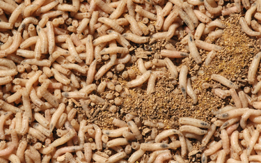 Rządowa agencja dofinansuje badania nad uprawą jadalnych robaków