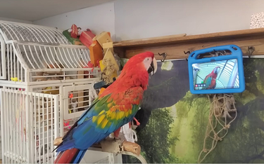 NPR informuje, że papugi dzwoniły do siebie nawzajem, inicjując połączenia wideo, sterując tabletem 
