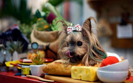 31 marca. Japonia. Yorkshire Terrier pozuje podczas targów Interpets. To jedyna międzynarodowa impre