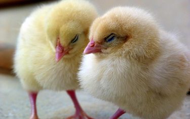 Niemcy: Sąd zezwala na masowe zabijanie kurczaków