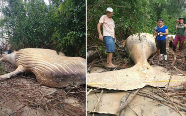 Ciało humbaka znaleziono w amazońskiej dżungli