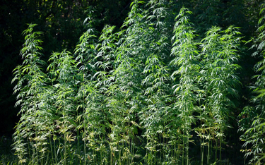 Francja rozpoczęła pierwsze badania nad medyczną marihuaną