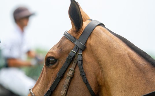 Argentyna wiedzie prym w hodowli koni do polo.