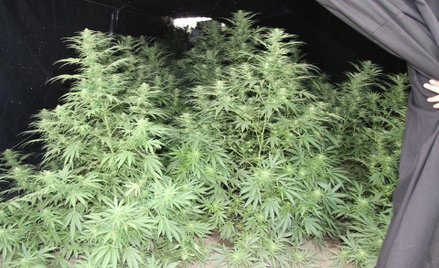 Plantacji marihuany pilnowały kamery