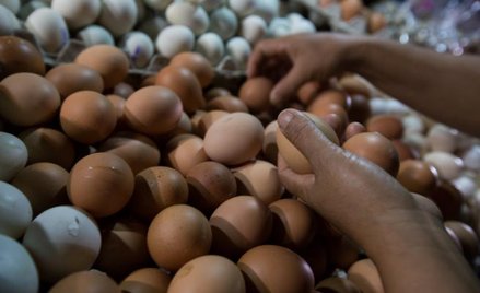 Radość farmerów: amerykańskie jajka pojadą do Indii