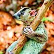 Lemur ma rozmiary wiewiórki