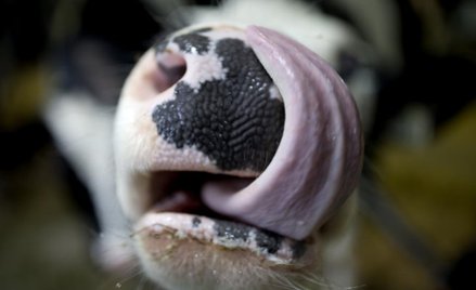 Tinder ma konkurencję. Teraz rządzi portal randkowy dla krów