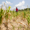 Pole kukurydzy w Mhondoro w Zimbabwe