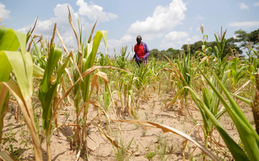 Pole kukurydzy w Mhondoro w Zimbabwe