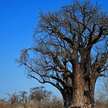 Grootboom z Namibii, jeden z najstarszych baobabów w Afryce. I jeden z tych, który nie przetrwał