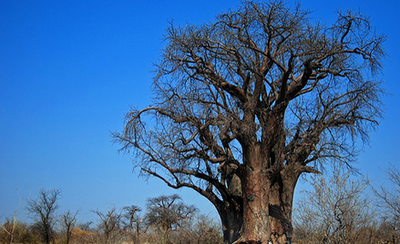 Grootboom z Namibii, jeden z najstarszych baobabów w Afryce. I jeden z tych, który nie przetrwał