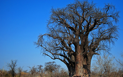 Grootboom z Namibii, jeden z najstarszych baobabów w Afryce. I jeden z tych, który nie przetrwał