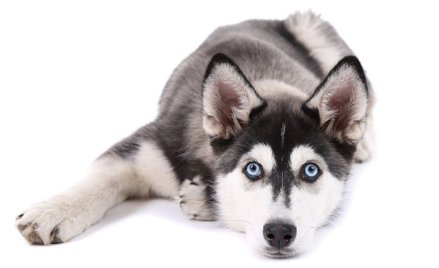 Husky odgryzł dziecku dłoń. 190 tys. osób chce uratować zwierzę