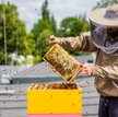 Katowice: Ekologiczne ule dla 240 tys. pszczół