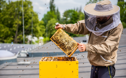 Katowice: Ekologiczne ule dla 240 tys. pszczół