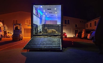 Tygrysy z przejścia granicznego żyją. Zatrzymany Rosjanin