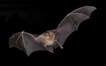 Wieczór zakończy wyjątkowa akcja wypuszczania nietoperzy
