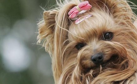 Diament z Azorka za cenę samochodu