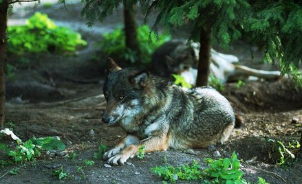 Jednego dnia (15 lutego) ponad stu leśników liczyło i opisywało tropy wilków i rysi.