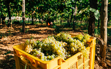 Zgodnie z regionalnymi regułami, zbiory winogron w Szampanii muszą odbywać się ręcznie.