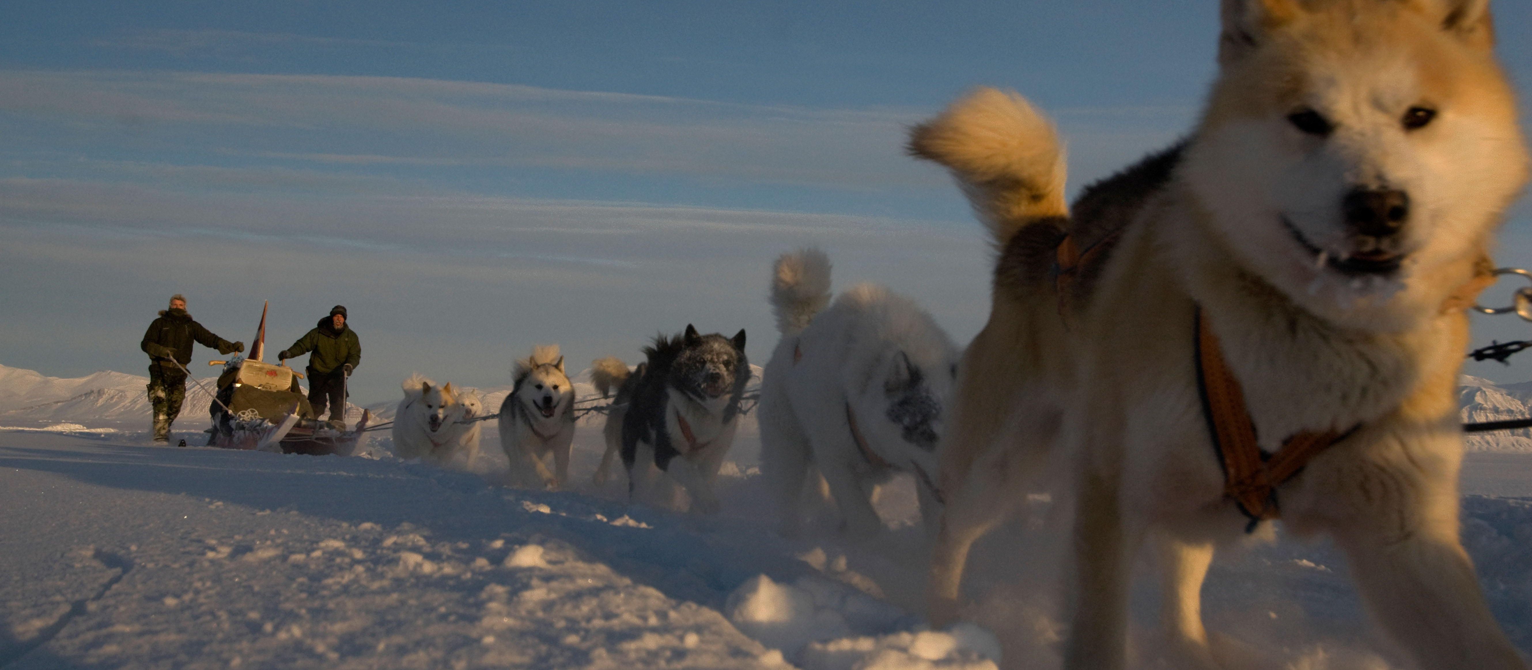 Duńscy żołnierze będą strzelać do Amerykanów? Resort obrony Danii wyjaśnia