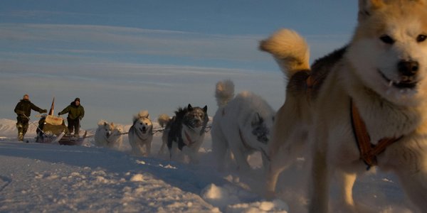 Duńscy żołnierze będą strzelać do Amerykanów? Resort obrony Danii wyjaśnia